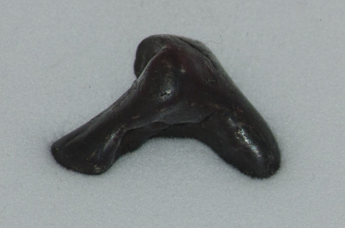 Sikhote-Alin-meteoriitti